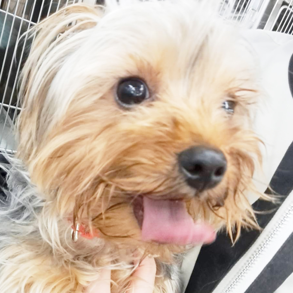 生徒が撮影したモデル犬の写真を送ってくれました☆